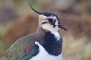 Lapwing close up. Mar '19.