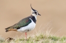 Lapwing 2. Mar '19.