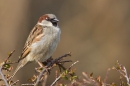 Male House Sparrow. Mar '19.