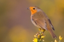 Robin on gorse 2. Mar '19.