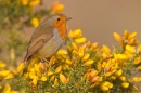 Robin on gorse 1. Mar '19.