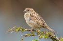 Female House Sparrow. Mar '19.