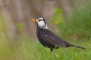 Part melanistic male Blackbird 2. Mar '19.