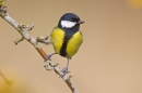 Great tit. Mar '19.