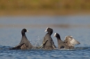 Fighting Coots 1. Mar '19.