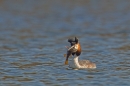 Great Crested Grebe with perch. Mar '19.