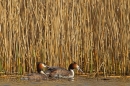 2 Great Crested Grebes amid reeds.