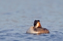 Great Crested Grebe 1. Mar '19.