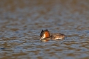 Great Crested Grebe with feather 2. Mar '19.