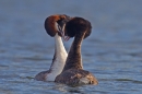 Great Crested Grebes courtship dance 6. Mar '19.