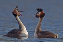 Great Crested Grebes courtship dance 5. Mar '19.