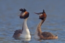 Great Crested Grebes courtship dance 4. Mar '19.