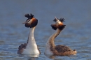 Great Crested Grebes courtship dance 3. Mar '19.