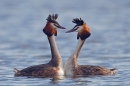 Great Crested Grebes courtship dance 2. Mar '19.