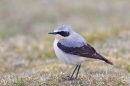 Northern Wheatear. Apr '19.