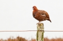 Red Grouse m on lichen post 2. Mar '19.