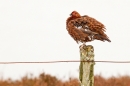 Red Grouse m on lichen post 4. Mar '19.