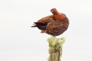 Red Grouse m on lichen post 6. Mar '19.