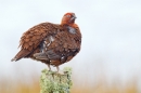 Red Grouse m on lichen post 8. Mar '19.