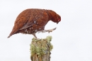 Red Grouse m on lichen post 9. Mar '19.