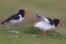 Oystercatcher pre-mating. Apr '19.