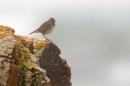 Red Spotted Bluethroat 3. May '19.