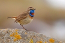 Red Spotted Bluethroat 1. May '19.