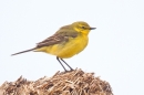 Yellow Wagtail. May '19.