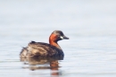 Little Grebe. May '19.