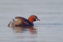 Little Grebe with fish. May '19.