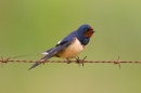 Swallow on barbed wire. May '19.