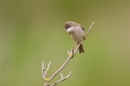 Whitethroat. May '19.