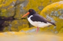 Farnes Oystercatcher. June '19.