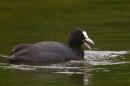 Coot feeding. June '19..