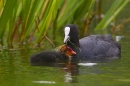 Coot feeding chick. June '19.