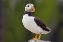 Puffin stood looking back. June '19. 