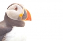 High key Puffin. June '19.