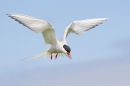 Arctic Tern in flight 1. June '19.