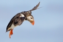 Puffin coming in to land 2. June '19.