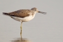 Greenshank at rest in water. Sept. '19.