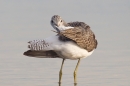 Greenshank preening 2. Sept. '19.