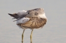 Greenshank preening 1. Sept. '19.