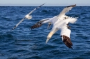 Northern Gannets 4. Sept. '19.