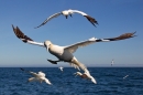 Northern Gannets 3. Sept. '19.