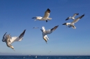 Northern Gannets 1. Sept. '19.