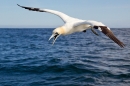 Northern Gannet 5. Sept. '19.