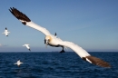 Northern Gannet 2. Sept. '19.