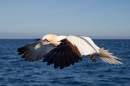 Northern Gannet 1. Sept. '19.