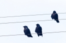 Jackdaws musical scale. Oct. '19.