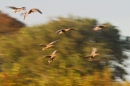 Pink footed Geese,panning. Oct. '19.